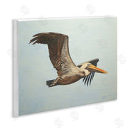 D. Rust | Brown Pelican in Flight