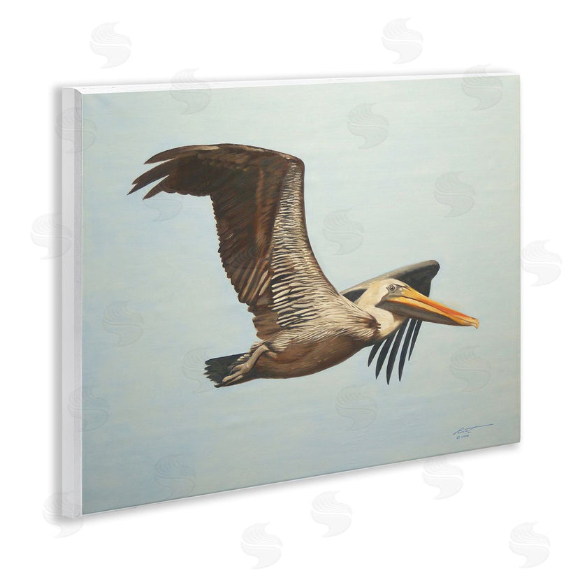 D. Rust | Brown Pelican in Flight