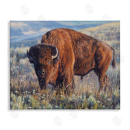 David Graham | Prairie King Bison