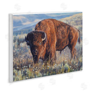 David Graham | Prairie King Bison