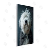 Roozbeh Bahramali | Shaggy Pup Portrait