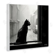 Roozbeh Bahramali | Cat Gazing Rainy Window