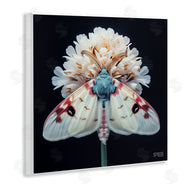 Roozbeh Bahramali | Moth and White Flowers