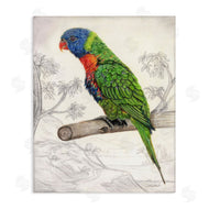 Connie Resch | Lorikeet Sketched Nature