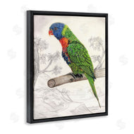 Connie Resch | Lorikeet Sketched Nature
