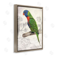 Connie Resch | Lorikeet Sketched Nature