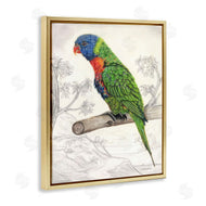 Connie Resch | Lorikeet Sketched Nature