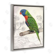 Connie Resch | Lorikeet Sketched Nature