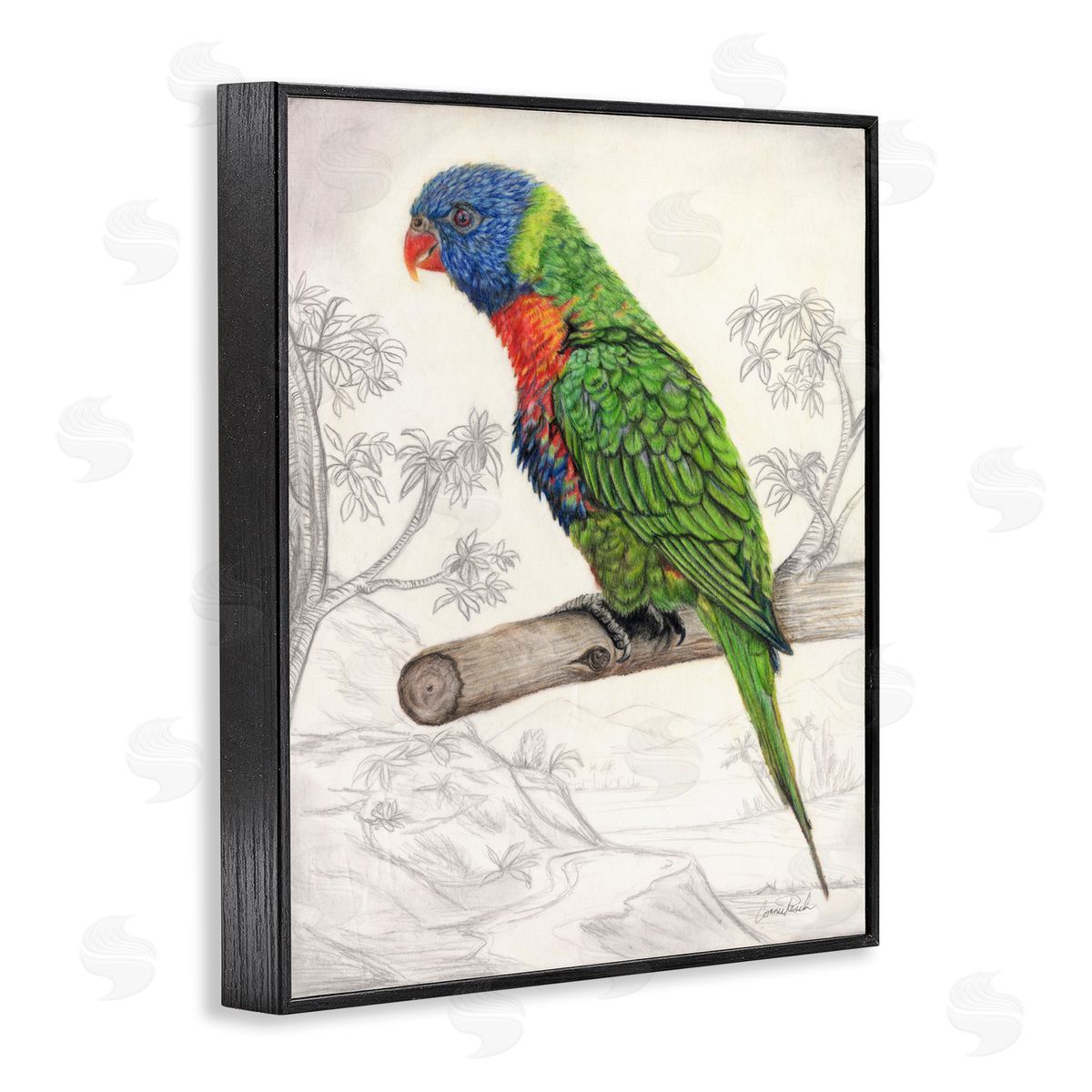 Lorikeet Sketched Nature Black Frame Print Wall Art, Home Decor by Connie Resch