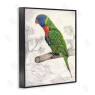 Connie Resch | Lorikeet Sketched Nature