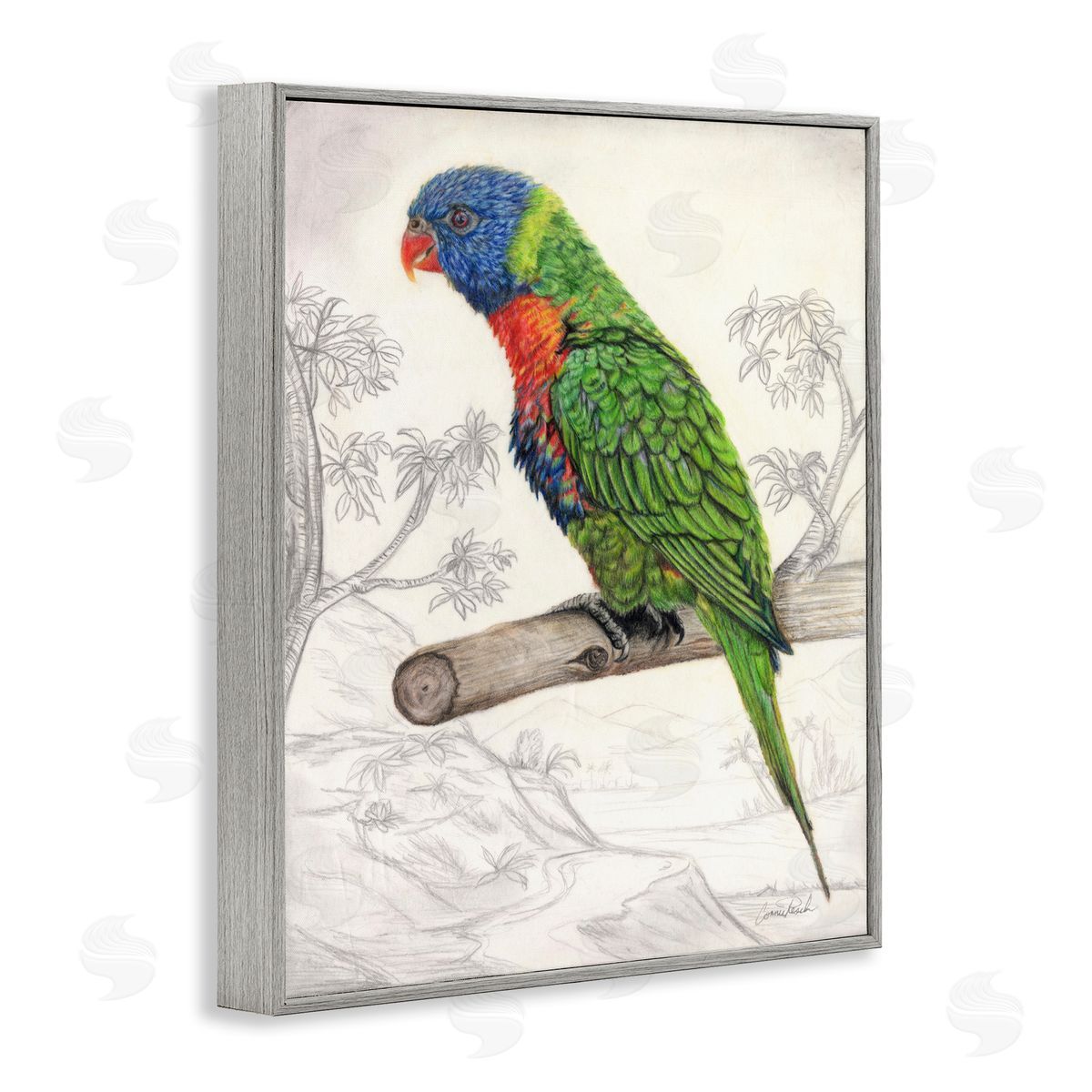 Lorikeet Sketched Nature Grey Frame Print Wall Art, Home Decor by Connie Resch