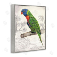 Connie Resch | Lorikeet Sketched Nature