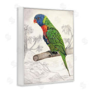 Connie Resch | Lorikeet Sketched Nature