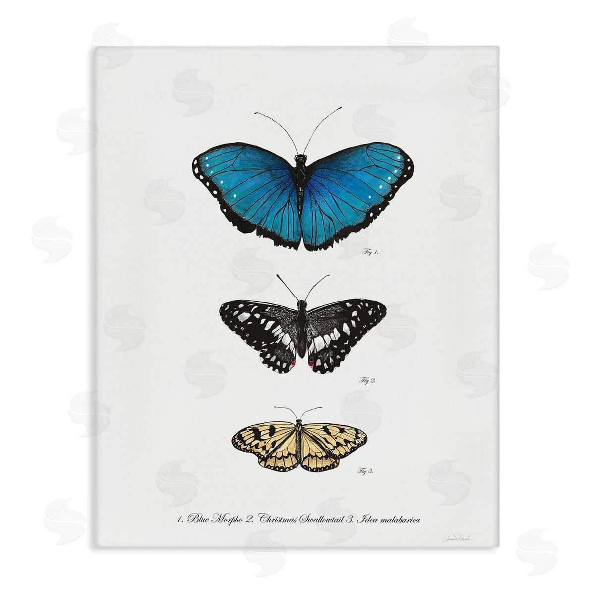 Vintage Butterfly Specimens Canvas Wall Art, Home Decor by Connie Resch