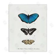 Connie Resch | Vintage Butterfly Specimens