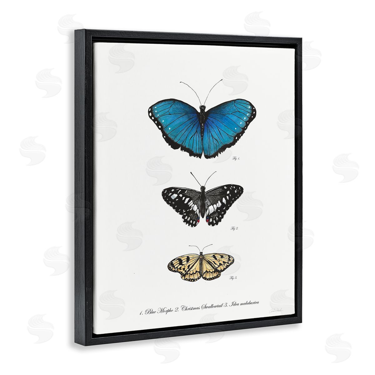 Vintage Butterfly Specimens Black Floating Frame Canvas Wall Art, Home Decor by Connie Resch