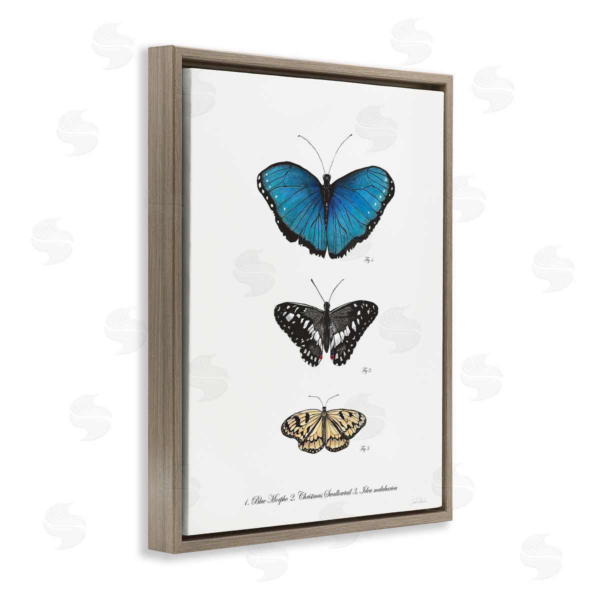 Vintage Butterfly Specimens Brown Floating Frame Canvas Wall Art, Home Decor by Connie Resch