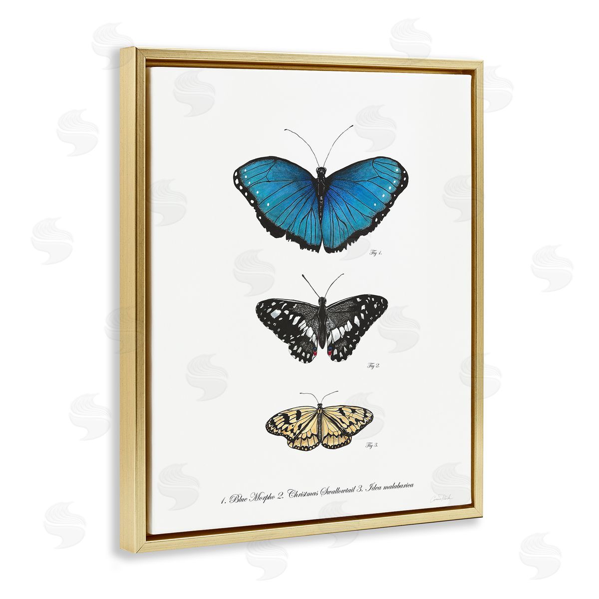 Vintage Butterfly Specimens Gold Floating Frame Canvas Wall Art, Home Decor by Connie Resch