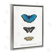 Connie Resch | Vintage Butterfly Specimens