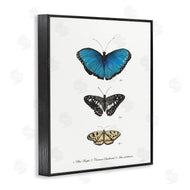 Connie Resch | Vintage Butterfly Specimens