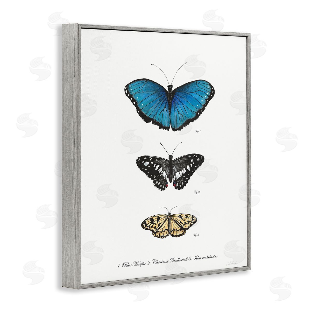 Vintage Butterfly Specimens Grey Frame Print Wall Art, Home Decor by Connie Resch
