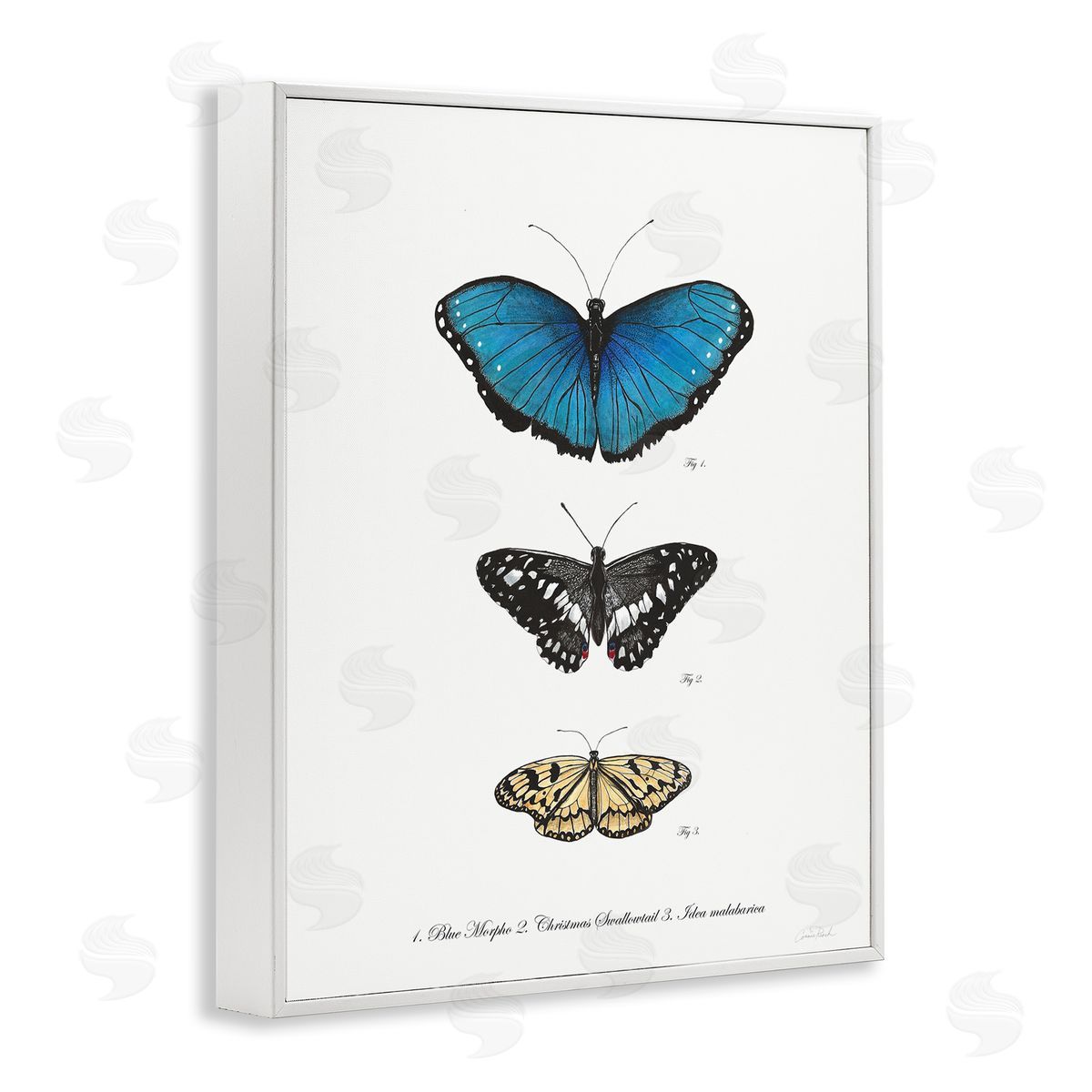 Vintage Butterfly Specimens White Frame Print Wall Art, Home Decor by Connie Resch