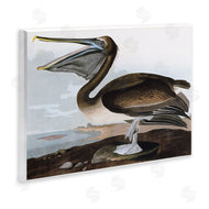Stellar Design Studio | Classic Pelican at Beach