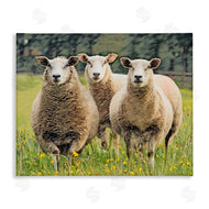 Sundance Group, LLC. | Sheep Grazing in Grass