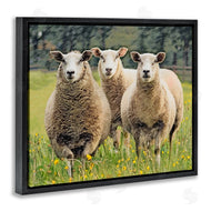 Sundance Group, LLC. | Sheep Grazing in Grass