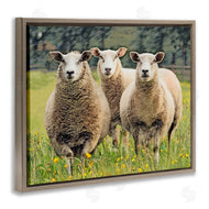 Sundance Group, LLC. | Sheep Grazing in Grass