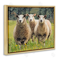 Sundance Group, LLC. | Sheep Grazing in Grass