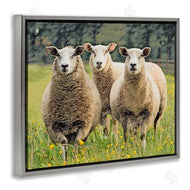 Sundance Group, LLC. | Sheep Grazing in Grass