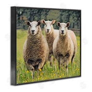 Sundance Group, LLC. | Sheep Grazing in Grass