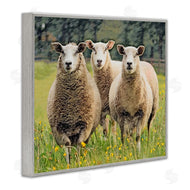 Sundance Group, LLC. | Sheep Grazing in Grass