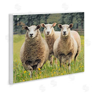 Sundance Group, LLC. | Sheep Grazing in Grass