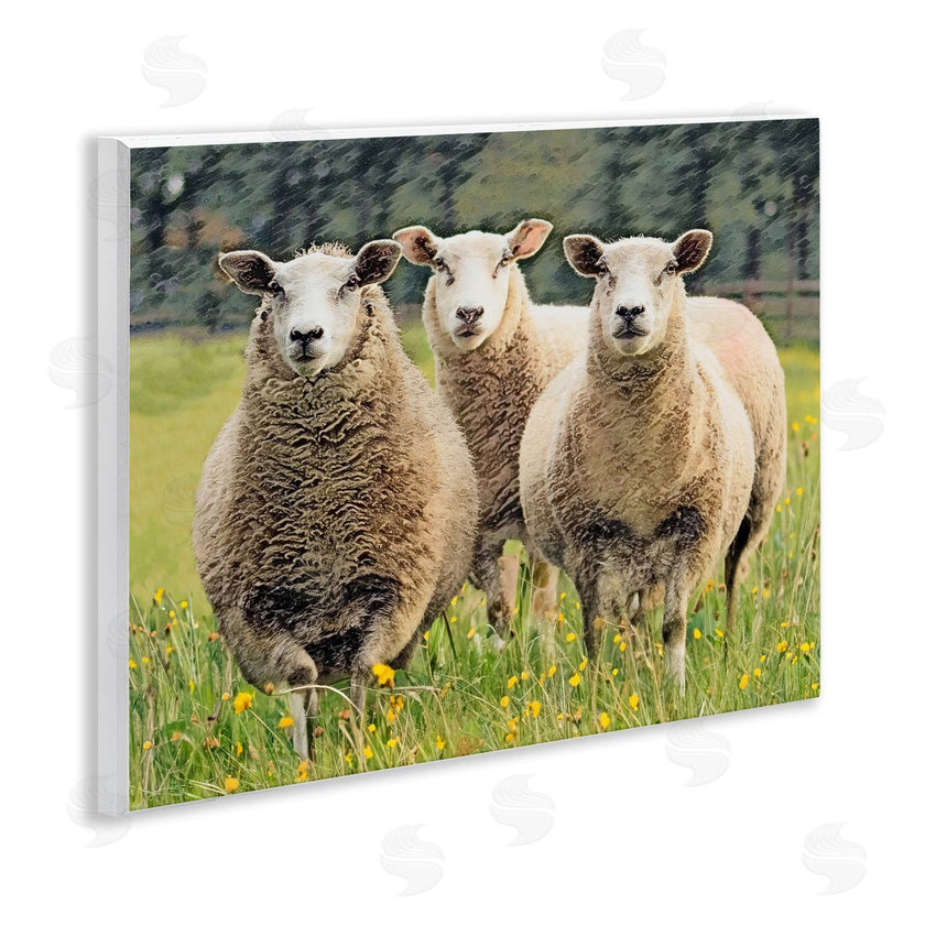 Sundance Group, LLC. | Sheep Grazing in Grass