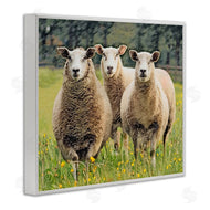 Sundance Group, LLC. | Sheep Grazing in Grass
