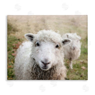Sundance Group, LLC. | Close Up Sheep Gaze