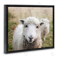Sundance Group, LLC. | Close Up Sheep Gaze
