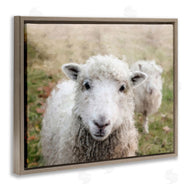 Sundance Group, LLC. | Close Up Sheep Gaze
