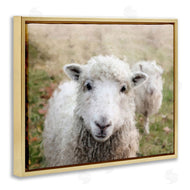 Sundance Group, LLC. | Close Up Sheep Gaze