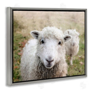 Sundance Group, LLC. | Close Up Sheep Gaze