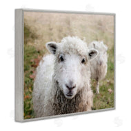 Sundance Group, LLC. | Close Up Sheep Gaze