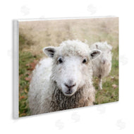 Sundance Group, LLC. | Close Up Sheep Gaze