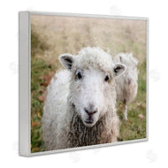 Sundance Group, LLC. | Close Up Sheep Gaze