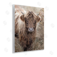 Sundance Group, LLC. | Baby Cattle with Reeds