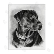 Victoria Schultz | Black Lab Drawing