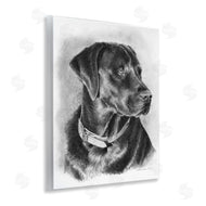 Victoria Schultz | Black Lab Drawing