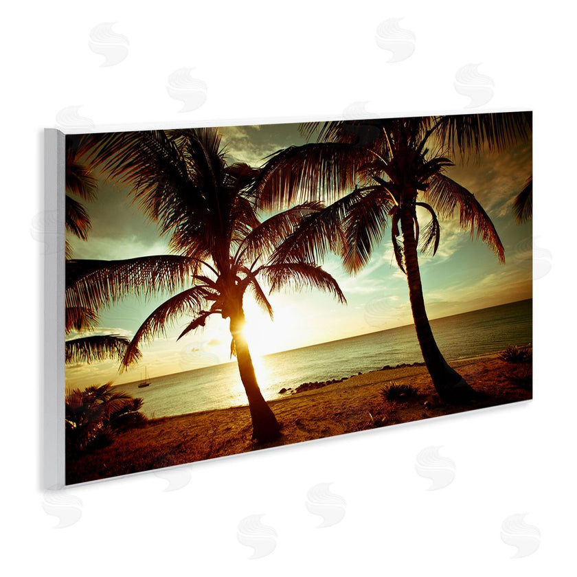 Susan Bryant | Sunlit Palm Trees