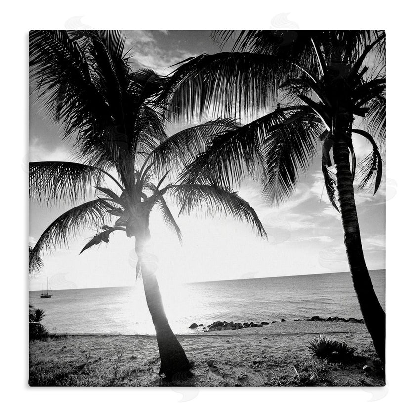 Susan Bryant | Sunlit Palm Silhouettes
